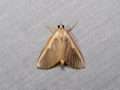 Pylartes subcostalis