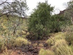 Terminalia supranitifolia