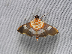 Aetholix flavibasalis