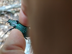 Carabus scabrosus tauricus