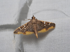 Prophantis adusta