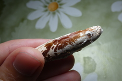 Lithophaga lithophaga