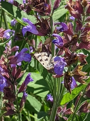 Heliothis acesias