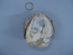 Magallana angulata