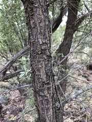 Terminalia supranitifolia