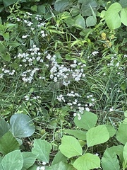 Silene stellata