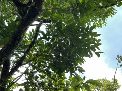 Glochidion zeylanicum