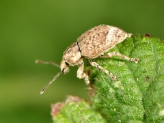 Chalepistes compressus