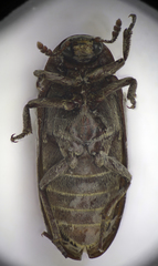 Dermestes peruvianus