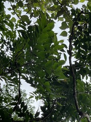 Glochidion zeylanicum