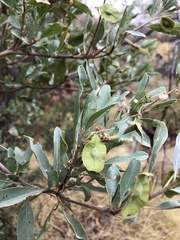 Terminalia supranitifolia