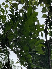 Glochidion zeylanicum