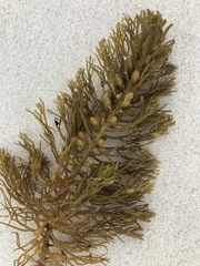 Caulocystis cephalornithos