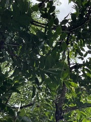 Glochidion zeylanicum