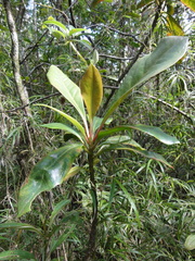 Takhtajania perrieri