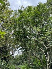 Glochidion zeylanicum