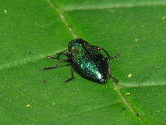 Chrysobothris harrisi