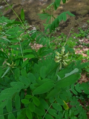 Astragalus glycyphylloides