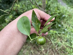 Citrus deliciosa
