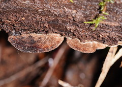Postia pelliculosa