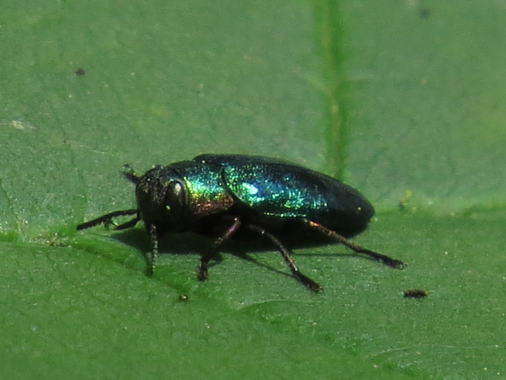 Chrysobothris harrisi
