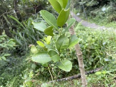 Citrus deliciosa