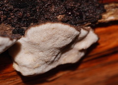 Postia pelliculosa