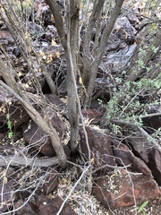 Terminalia supranitifolia