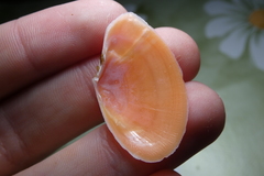 Bosemprella incarnata