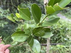 Citrus deliciosa