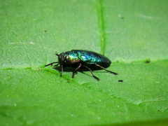 Chrysobothris harrisi