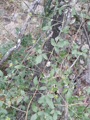 Clematis campaniflora