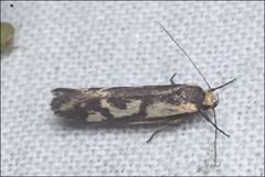 Palimmeces poecilella