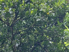Citrus deliciosa