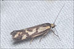 Palimmeces poecilella