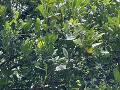 Citrus deliciosa