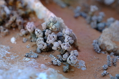 Crassula elegans elegans