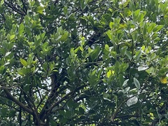 Citrus deliciosa