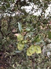 Terminalia supranitifolia