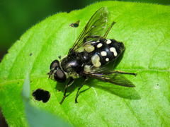 Sericomyia lata