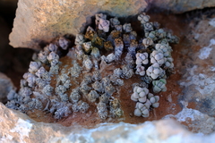 Crassula elegans elegans