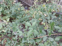 Clematis campaniflora