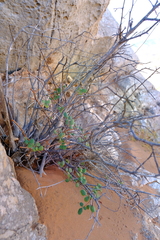 Searsia populifolia