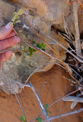Searsia populifolia