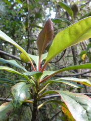 Takhtajania perrieri