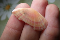 Moerella pulchella