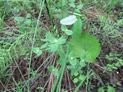 Euphorbia jenisseiensis