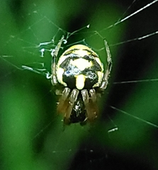 Araneus ejusmodi