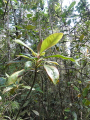 Takhtajania perrieri