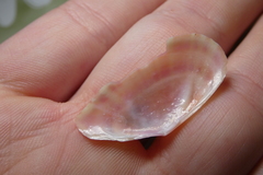 Moerella pulchella